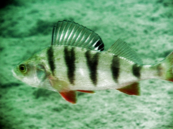 Loebejuen (Teich 1) 2011-05-29-08